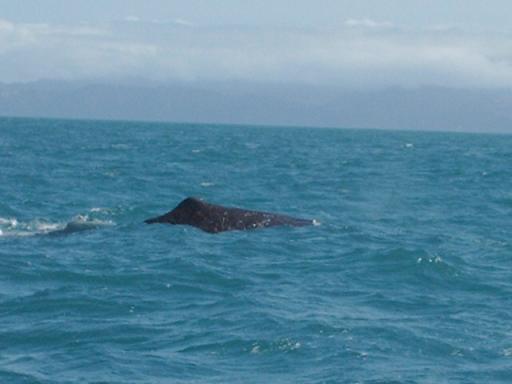 whales!