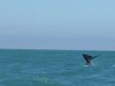 whalewatching