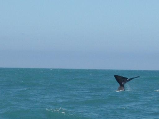 whalewatching