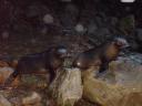 Baby zeehondjes bij een waterval