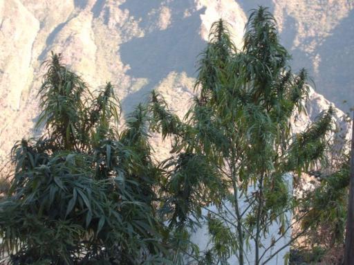 Tiger leaping gorge trek