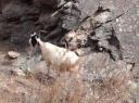 Tiger leaping gorge trek