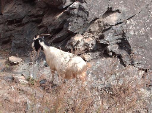 Tiger leaping gorge trek