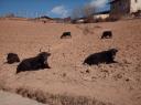 yaks