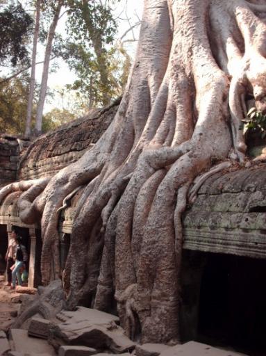 Ta prohm