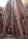 Ta prohm