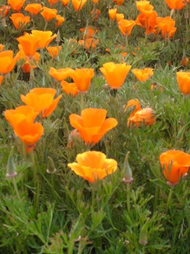Doi inthanon