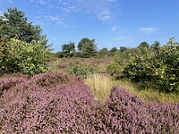 IMG_0717
