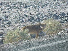 coyote