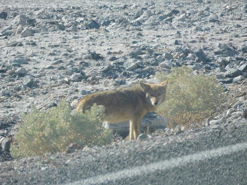 coyote