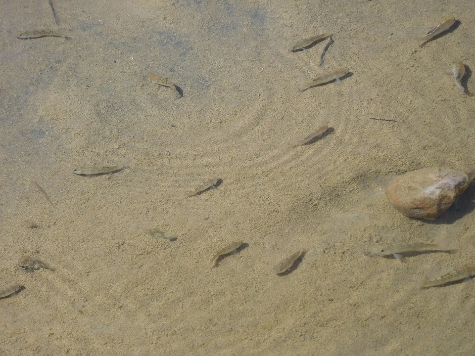 pupfish