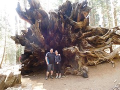 omgevallen sequoia