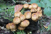 IMG_5392