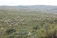 IMG_7552