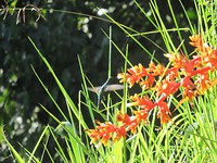 IMG_0675