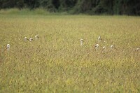 IMG_2548