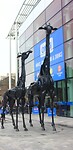 IMG_3954