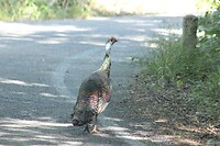 IMG_5490