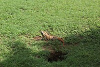IMG_6007