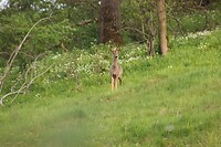 IMG_7368