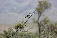 IMG_7858