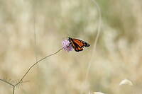 IMG_8987