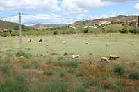 IMG_8990