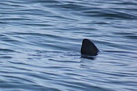 IMG_9129