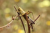 IMG_9306