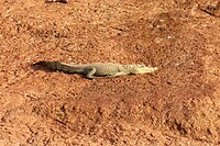 IMG_0142