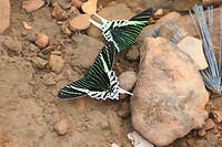 IMG_0550