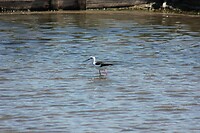 IMG_0738