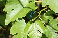 IMG_0773