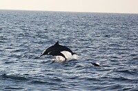 IMG_0927
