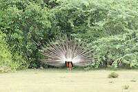 IMG_0984