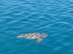 Schildpad komt buurten