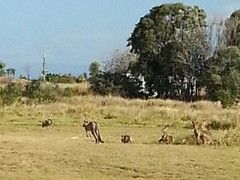 Kangaroos