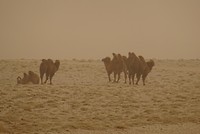 Kamelen in zandstorm