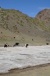 Yaks op een gletsjer in de Gobi