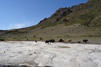 Yaks op een gletsjer in de Gobi