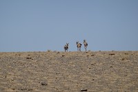 3 hertjes