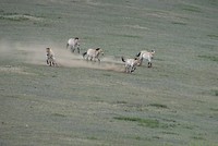 Prezwalski het wilde paard