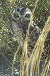 Jonge uil