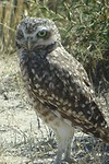 Jonge uil