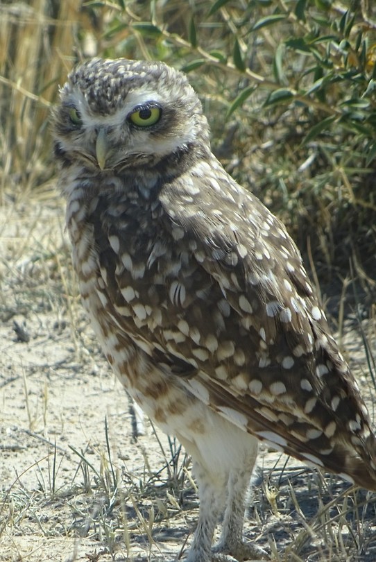 Jonge uil