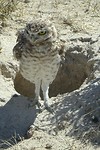 Jonge uil
