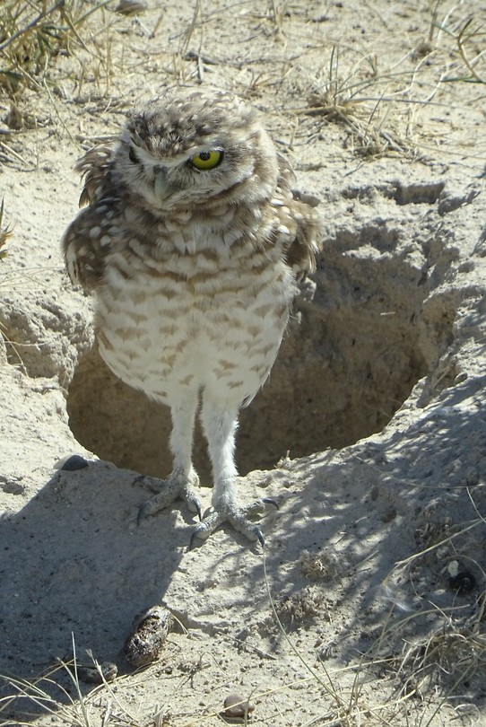 Jonge uil