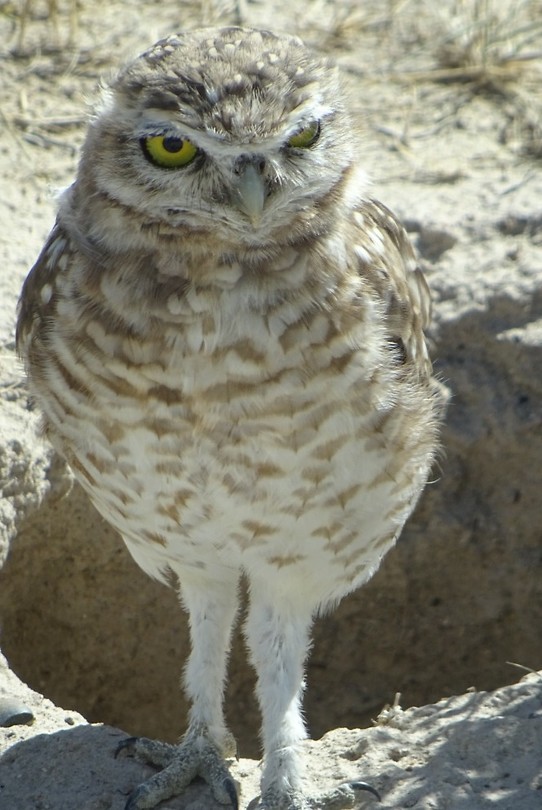 Jonge uil