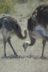 Zuidamerikaanse struisvogel