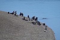 Pinguïns in kolonie